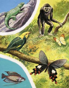 Tiere, die Sie in Burma finden könnte von English School